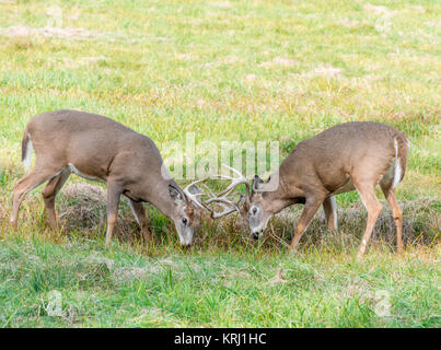 Die Hirsche kämpfen während der Brunft Zeitraum bei Omega Park Stockfoto