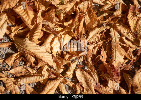 Herbstliches Laub auf dem Waldboden Stockfoto