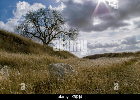 Kalifornien Valley Eiche und trocken, der Herbst Gras außerhalb Walnut Creek, Cloudscape und Zweig Detail Stockfoto