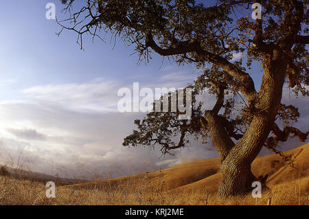 Kalifornien Valley Eiche und trocken, der Herbst Gras außerhalb Walnut Creek, Cloudscape und Zweig Detail Stockfoto