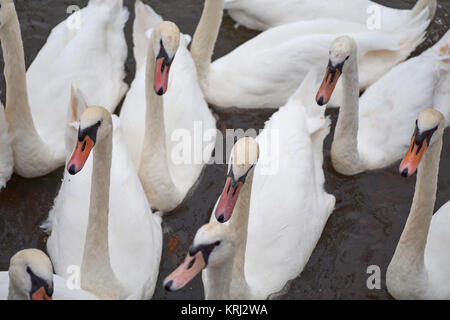 Gruppe der Schwäne Stockfoto