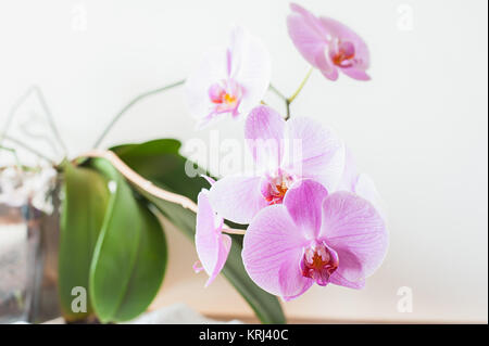 Pink Orchid Flower close up Gestreift Stockfoto