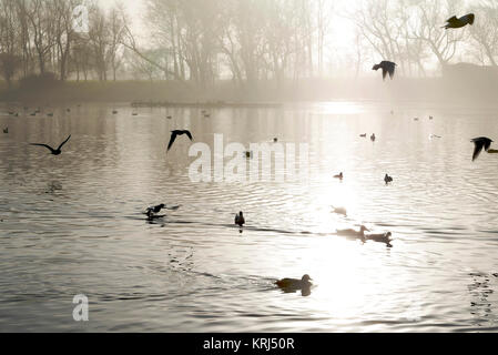 Vögel auf dem See im Winter am Morgen Sonne durch Nebel am frühen Morgen Stockfoto