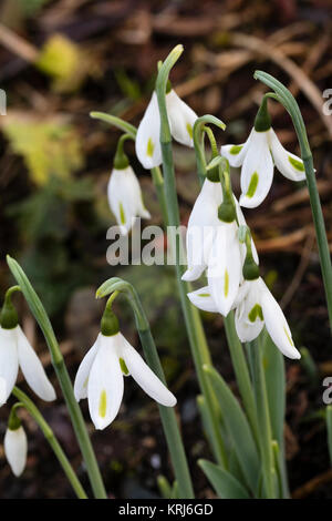 Seltenen Winterblüher hardy Schneeglöckchen, Galanthus Nivalis' Ecusson