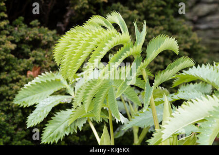 Der frühe Winter Laub der Hälfte winterharte Staude, Melianthus major, ein Evergreen in milderen Klimazonen Stockfoto