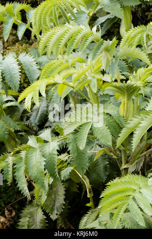 Der frühe Winter Laub der Hälfte winterharte Staude, Melianthus major, ein Evergreen in milderen Klimazonen Stockfoto