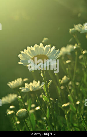 Gänseblümchen in der Morgensonne Licht Stockfoto