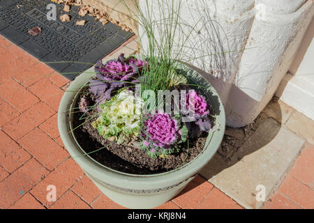 Ein Topf mit kaltem Wetter blühen dekorative Kale, Brassica oleracea, in weißen und roten Farben. Guthrie, Oklahoma, USA Stockfoto