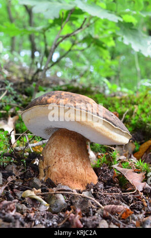 Boletus aereus Pilze oder dunklen Cep, oder Bronze bolete, sehr wertvollen und begehrten genießbare Pilz im natürlichen Lebensraum, seltene eichenwald Stockfoto