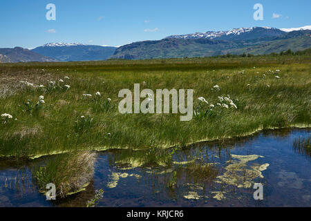 Seen und Feuchtgebiete entlang der Unterseite des Valle Chacabuco im nördlichen Patagonien, Chile. Stockfoto