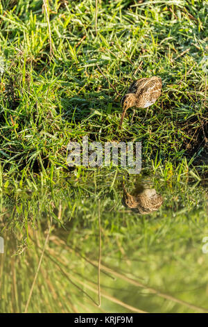 Wilson's Snipe Jagd neben Bowers Slough in Ridgefield National Wildlife Refuge, Ridgefield, Washington, USA Stockfoto