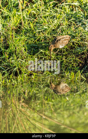 Wilson's Snipe Jagd neben Bowers Slough in Ridgefield National Wildlife Refuge, Ridgefield, Washington, USA Stockfoto