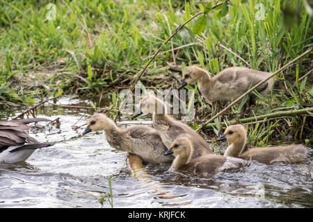 Junge Kanadagänse Gänschen zu hetzen, mit ihrer Mutter am Lake Sammamish State Park, Issaquah, Washington, USA zu halten. Eltern führen Junge aus Nes Stockfoto