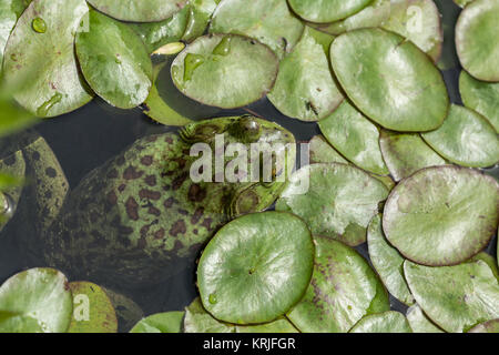 Bullfrog ruhen auf der Oberfläche eines flachen Teich, auf etwas warten in Nisqually National Wildlife Refuge, Nisqually, Washington, USA zu essen, Stockfoto