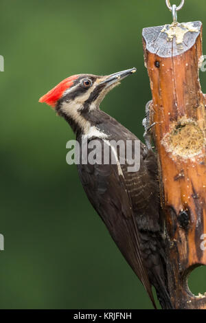 Weibliche Helmspecht Essen aus einem Protokoll Talg Feeder in Issaquah, Washington, USA Stockfoto