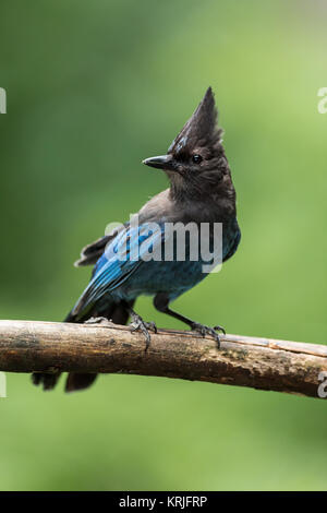 Der Steller Jay sitzt auf einem toten Zweig in Issaquah, Washington, USA Stockfoto