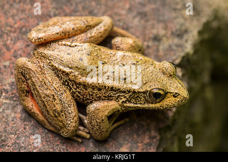 Nach Red-Legged Frosch (Rana Aurora) ruht auf einem Felsen in einem Teich in Issaquah, Washington, USA. Erwachsene haben goldenen Augen, die auf die Seiten schauen. Die unte Stockfoto