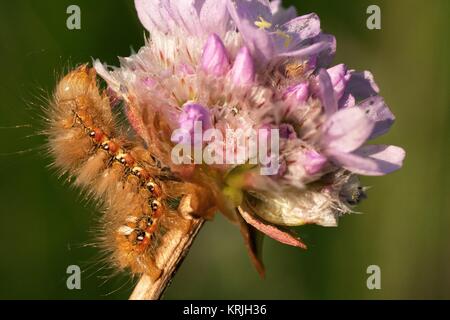 Caterpillar auf einer Blume Klee 1. Stockfoto