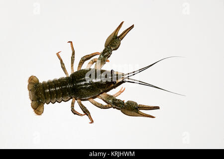 Lebendig Flusskrebse auf weißem Hintergrund. Stockfoto