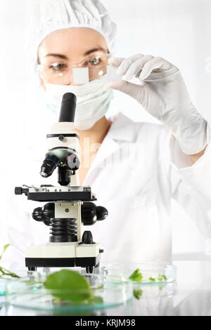 Gentechnik im Anbau von Pflanzen. Stockfoto