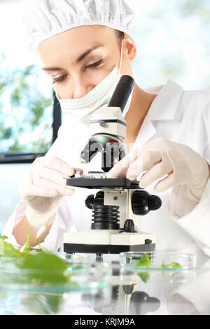Gentechnik im Anbau von Pflanzen. Stockfoto