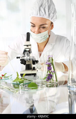 Gentechnik im Anbau von Pflanzen. Stockfoto