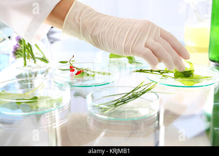 Biotechnologie. In-vitro-Pflanzen. pflanzenvermehrung. Stockfoto