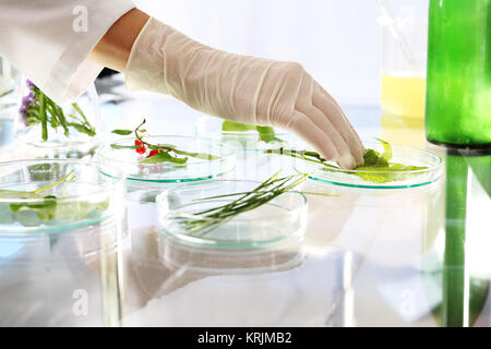 Biotechnologie. In-vitro-Pflanzen. pflanzenvermehrung. Stockfoto