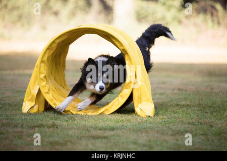 Hund, Border Collie, agility Tunnel durch. Stockfoto