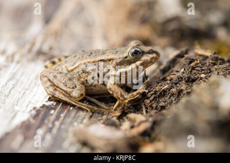 Grasfrosch Stockfoto