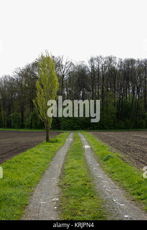 Kiesweg neben einem Feld mit Wald nach dem Regen in der Landschaft in der Steiermark Stockfoto