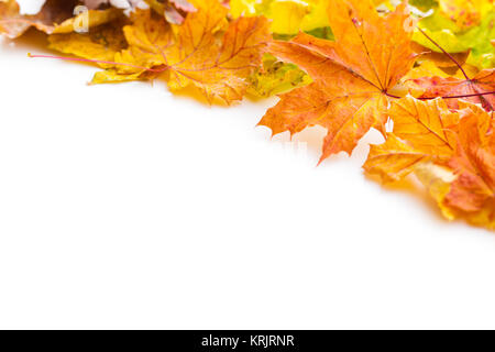 Bunte Blätter im Herbst. Stockfoto