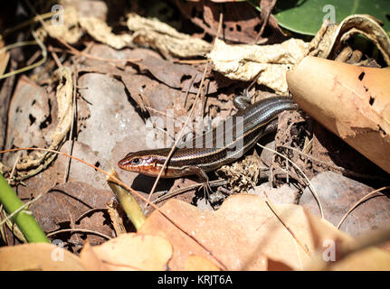 Kohleskink, usa, florida, südöstlicher fünflinig-skink Stockfoto