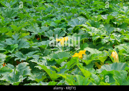 Zucchini Blüten im Garten Stockfoto