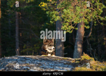 Schöner Hund legt sich auf den Stein in das Abendlicht Stockfoto