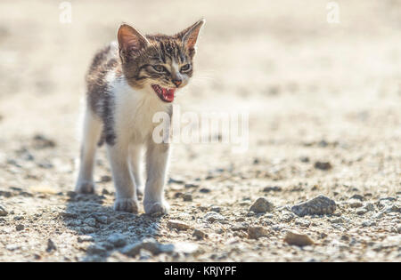 hautnah auf süße heimatlose Katze auf Straße Stockfoto