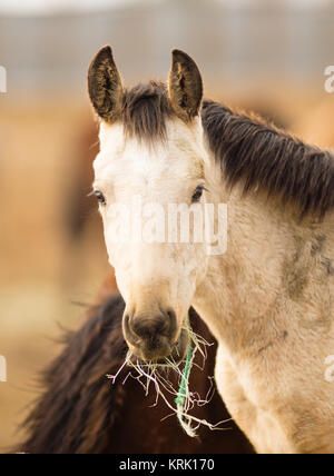 Wildes Pferd Gesicht Portrait schließen Sie amerikanische Tier Stockfoto