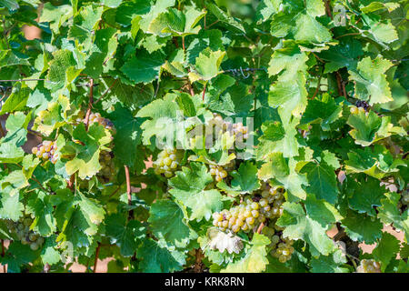 Ältere Reben Trauben in Red Mountain Vineyard, Inle Lake, Myanmar Birma Stockfoto