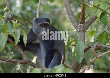 Ein schwarzer Affe der Farbe. Stockfoto