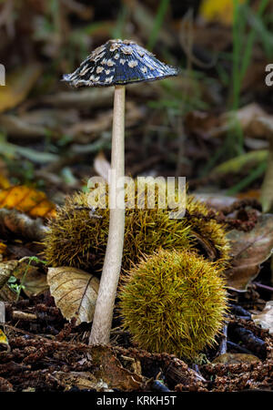 Pilze fotografiert in einem Wald von Kastanienbäumen. Stockfoto