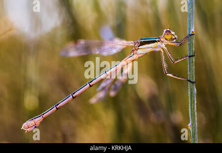 Damselfly in ihrer natürlichen Umgebung fotografiert. Stockfoto