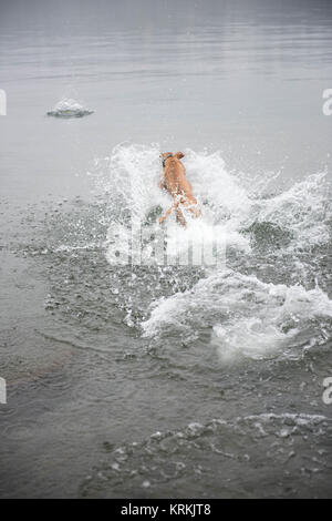 Fawn farbigen jungen Hund springen im See nach Kugel Stockfoto