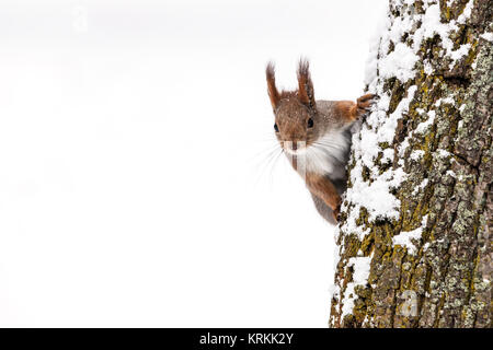 Neugierig Eichhörnchen auf der Suche nach Essen sitzt auf Baumstamm auf weißem Schnee Hintergrund Stockfoto