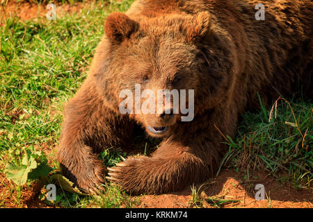 Bär im Zoo Naturpark Stockfoto