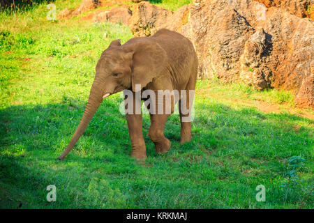 Elefanten in Zoo Naturpark Stockfoto