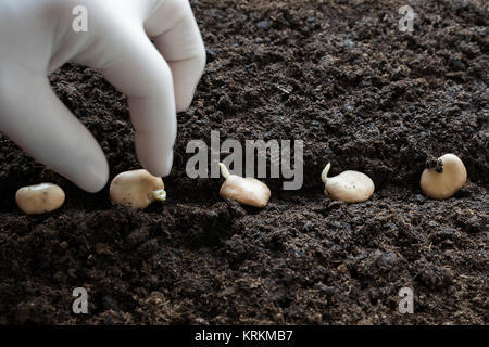 Pflanzen Erbse Erbse keimenden Samen. Stockfoto