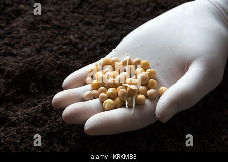 Pflanzen Erbse Erbse keimenden Samen. Stockfoto