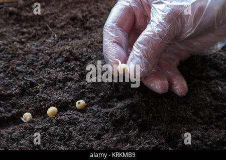 Pflanzen Erbse Erbse keimenden Samen. Stockfoto