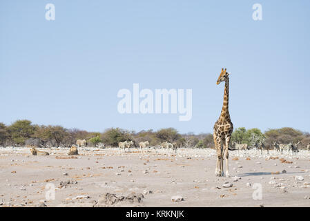 Giraffen wandern in der Nähe von Löwen liegen auf dem Boden. Wildlife Safari im Etosha Nationalpark, die wichtigste touristische Attraktion in Namibia, Afrika. Stockfoto