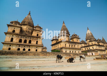 Kenotaphe in Orchha, Madhya Pradesh. Auch buchstabiertes Orcha, berühmte Reiseziel in Indien. Kühe, blauer Himmel, Weitwinkel. Stockfoto